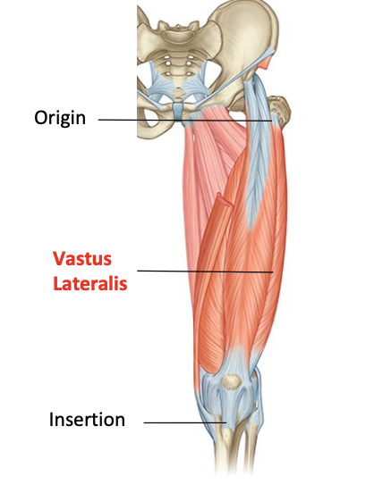 <p>O: gluteal tuberosity, lateral intertrochanteric line, ½ of linea aspera</p><p>I: tibial tuberosity via quadriceps mechanism</p><p>Nerve supply: femoral</p><p>Nerve roots: L2, L3, L4</p>
