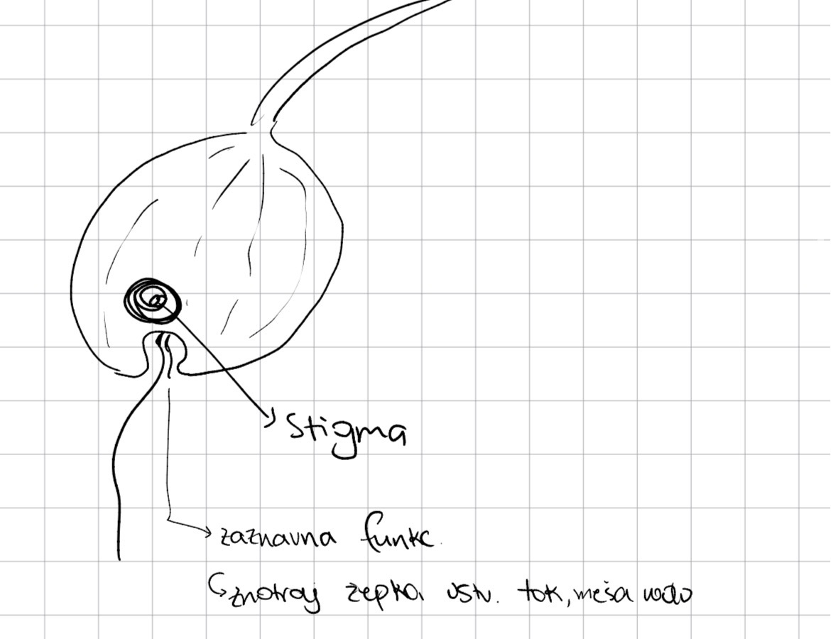 <p>Organizacijski tip, evkariontske alge</p><p>Deblo evglenofiti</p><p>Rod phacus</p>