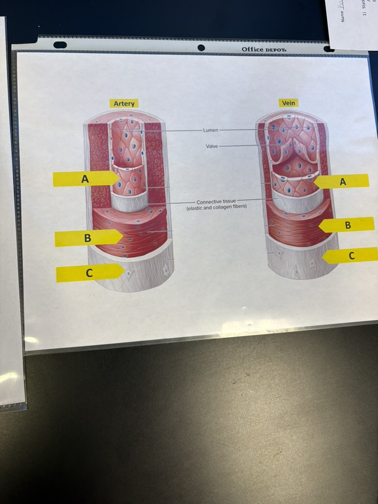 <p>C. identify this layer of the arteries and veins</p>