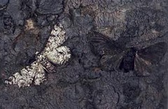 <p>The adaption of an organism in the response to the Industrial Revolution.</p>