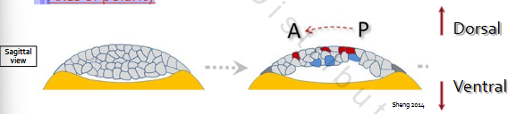 <p>The <mark data-color="#eeb035" style="background-color: rgb(238, 176, 53); color: inherit;">blastoderm</mark></p><p>• Two cell lineages</p><p><mark data-color="#f9a22c" style="background-color: rgb(249, 162, 44); color: inherit;">1. Closed cells</mark></p><p><mark data-color="#f9a22c" style="background-color: rgb(249, 162, 44); color: inherit;">2. Open cells</mark></p><p><mark data-color="#f9a22c" style="background-color: rgb(249, 162, 44); color: inherit;">• Axes of polarity</mark></p>