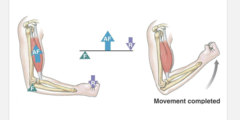 <p>Muscles act in antagonistic pairs against an incompressible skeleton</p>