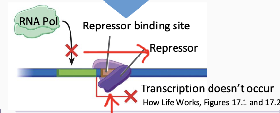<ul><li><p><strong>repressor protein</strong> binds to a region by the promoter (operator) and <strong>decreases</strong> transcription</p></li><li><p>no RNA polymerase binds</p></li><li><p>No transcription</p></li><li><p>Ex: LacI</p></li></ul><p></p>