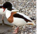 <p>welk type eend is dit</p>