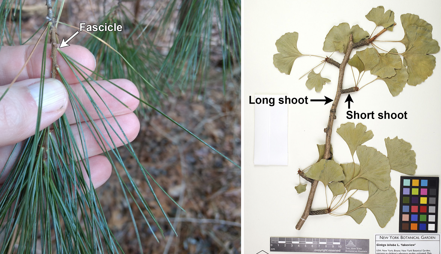 <p>A short shoot or fascicle is a determinate, condensed shoot with short internodes that bears a cluster of leaves. A long shoot is an indeterminate shoot with elongated internodes that produces leaves farther apart along the stem.</p>