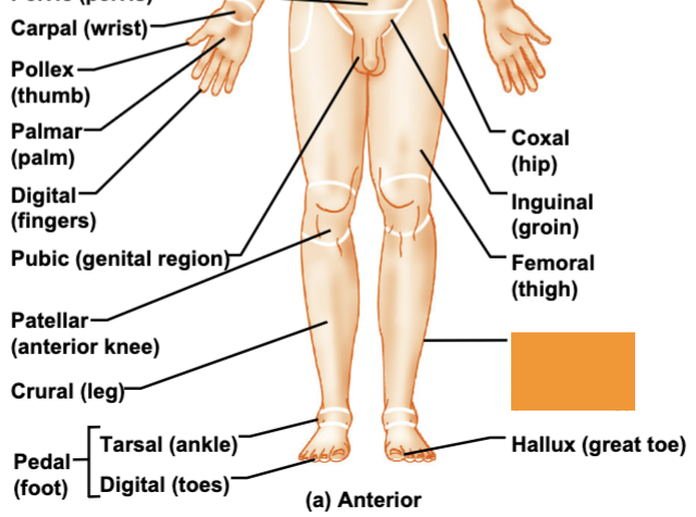 <p>side of leg</p>