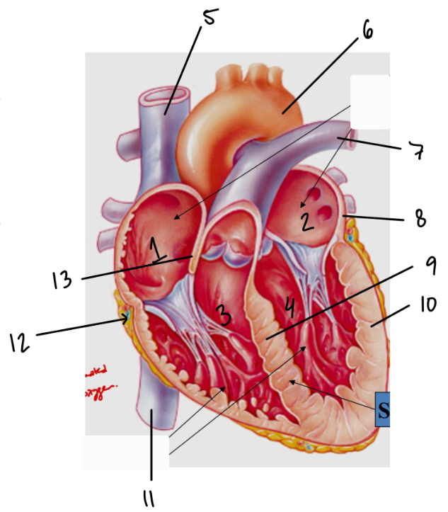 <p>13</p>