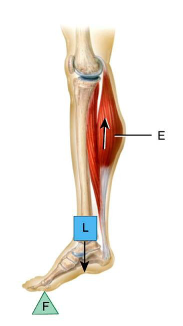 <p>what class lever</p>