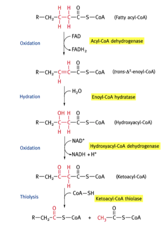 <p>Oxydation acyle-CoA (acyle-Coa déshydrogénase) pour former trans-Δ2-enol-CoA ; hydratation de ce dernier (énol-CoA hydralase) pour former hydroxyacyle-CoA ; oxydation de ce dernier (hydrocyacyle-CoA déshydrogénase) formant β-cétoacyle-CoA ; clivage de ce dernier (thiolase) formant acétyl-CoA ou un cycle amputé de 2 C, transféré sur un autre CoA </p>