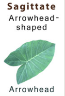 <p>Arrow head</p>