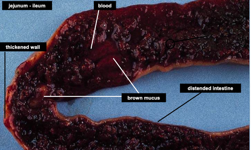 <p>Which Eimeria species creates brown mucus and blood in the middle intestine?</p>
