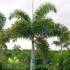 <p>Solitary, fast-growing palm with a smooth gray trunk and a full crown of arching pinnate fronds made up of dense, evenly spaced leaflets that give a “foxtail” appearance; typically grows 6–12 m tall, forming a clean, self-supporting upright silhouette; produces large clusters of orange-red fruits along the trunk beneath the crown; commonly used as a statement avenue or focal palm in tropical landscapes; not native to the Philippines but widely cultivated.</p><p>Best used as a focal, avenue, or feature palm in full sun with well-drained soil. Performs best in open, bright conditions with moderate watering; avoid deep shade, which weakens crown density, and ensure enough space for mature trunk and crown spread.</p>