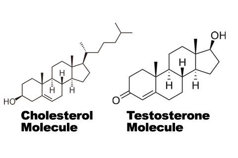 <p>Three 6 carbon and one 5 carbon rings, mostly nonpolar, many function as HORMONES (estrogen, testosterone, cholesterol) 98% of the time its 4 rings</p>