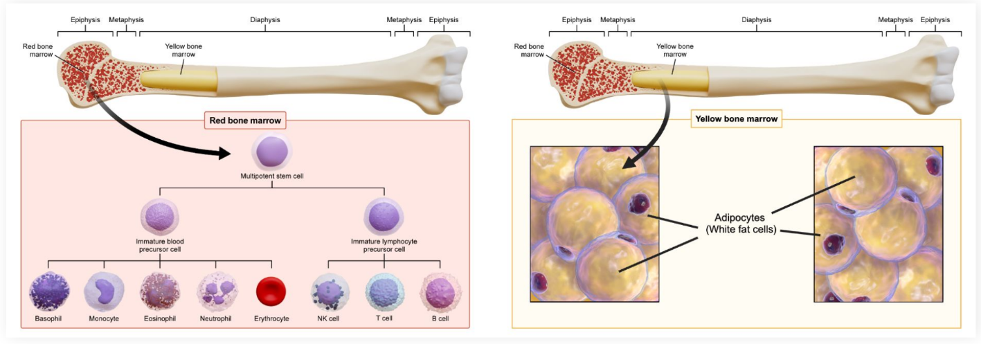 <p>Produces <strong>stem cells </strong>capable of generating <strong>fat</strong>, <strong>bone</strong>, <strong>cartilage</strong>, and m<strong>u</strong>scle. <strong>Fat </strong>can be <strong>stored </strong>in addition to its production</p>