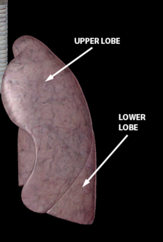 <ul><li><p>Smaller (space for heart)</p></li><li><p>2 lobes (superior &amp; inferior)</p></li><li><p>1 oblique fissure.</p></li></ul><p></p>