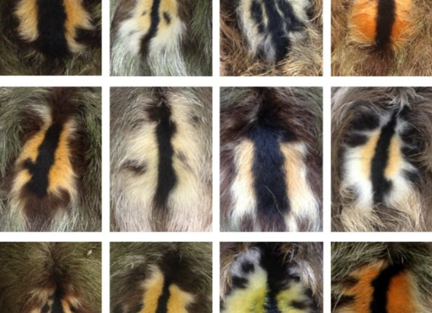 <p>What animals back is this</p>