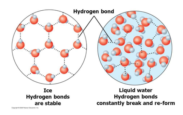 <p>____ hyrdogen <strong>bonds possible per water molecule</strong>, however…</p><ul><li><p><span style="color: blue;"><strong><mark data-color="blue" style="background-color: blue; color: inherit;">liquid water</mark></strong></span> averages ____ hydrogen bonds/water molecule.</p></li><li><p><span style="color: blue;"><strong>Ice </strong></span>occupies all ____ hydrogen bonds/water molecule. </p></li></ul><p>**entropy effect is important for clathrate-like structures (later) </p>