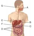 <p>lactose intolerance</p>