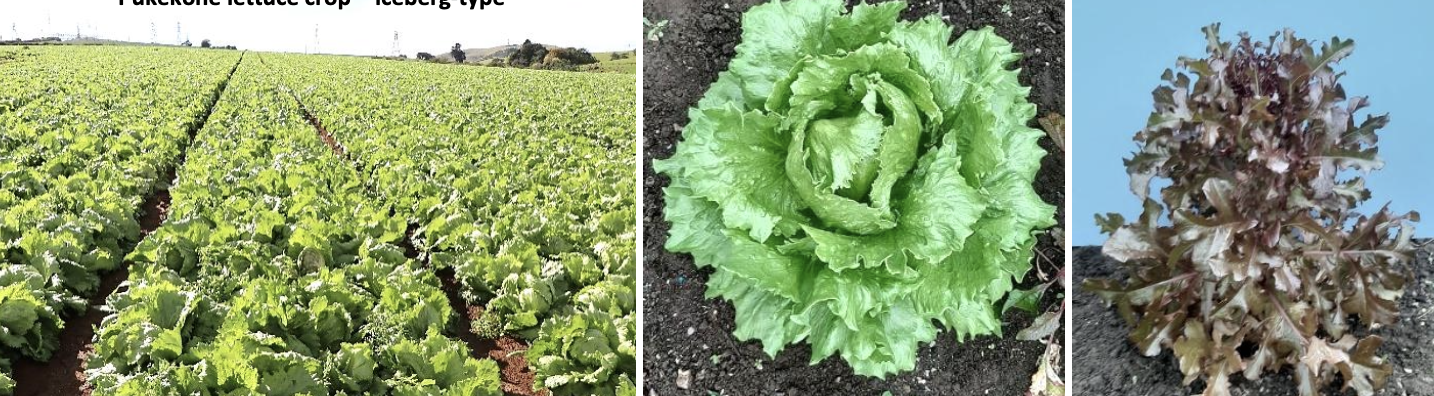 <p><strong>Plant family:</strong> Asteraceae<br><strong>Life cycle:</strong> Annual<br><strong>Key persistence / spread:</strong> Seed only<br><strong>Farming systems:</strong> Vegetable cropping</p><p><strong> How to identify</strong></p><p>This is a low‑growing leafy crop forming a soft rosette of overlapping leaves. Leaves are thin, brittle, and vary widely in shape from smooth to frilled.</p><p>Plants form dense leafy heads or loose rosettes depending on cultivar. Leaves contain milky sap when broken, characteristic of the family.</p><p>If temperatures rise or plants are stressed, rapid bolting occurs, sending up a tall flowering stem with many small yellow flowers and fluffy wind‑borne seed.</p>