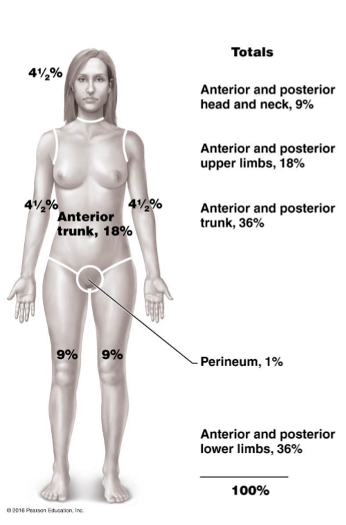 <p>By evaluating the % of the body surface burned</p>