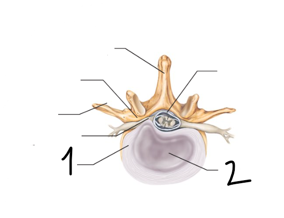 <p>What structure is 2?</p>