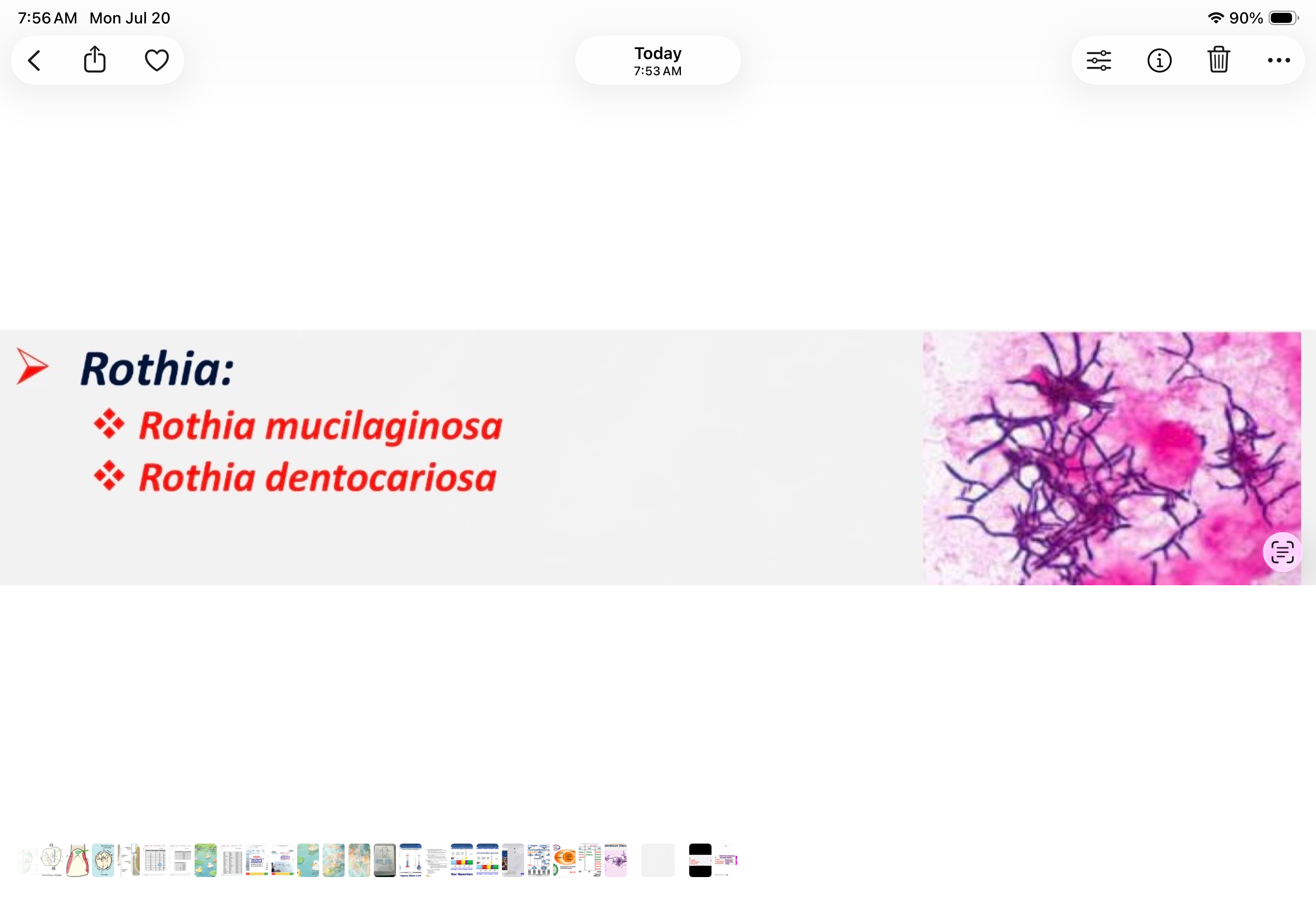 <p>gram positive, rods, facultative aerobe. Associated with health</p>