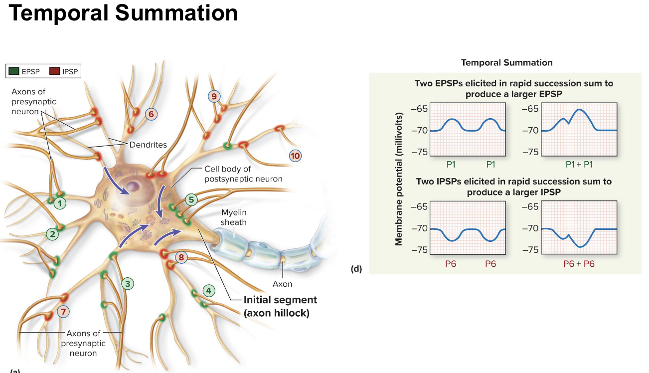 <p>A single presynaptic neuron repeatedly releases NT and produces multiple EPSPs within a very short period of time</p>