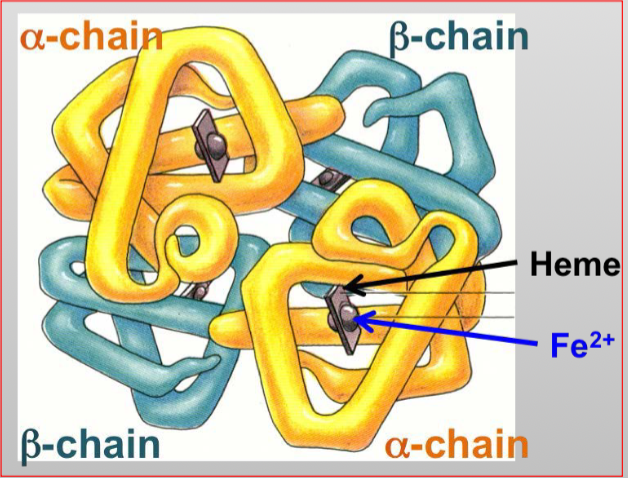 <p>6composed of 4 heme grps and 2 pairs of dissimilar polypeptide chains</p><p>4 polypeptide chains: (two al6pha and two beta)</p><p>4 iron (ferrous state, Fe2+66) molecules (heme group)</p><p></p>