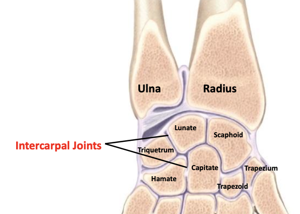 <p>Between carpal bones <br>Synovial plane<br>Mvmt: small amount of gliding movements between carpal bones</p>