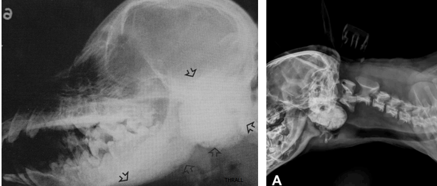 <p>OSTEOPATIA CRANEOMANDIBULAR</p><ul><li><p>predisposicion racial: frecuente en westie, scotish, carin, boston</p></li><li><p>proliferacion periostica en zonas occipital, parietal, temporal bullas timpanicas, rama mandibular</p></li><li><p>aumento d opacidad</p></li><li><p>interfiere con atm</p></li><li><p>veremos fibrosis e infalmacacion</p></li><li><p>fiebre, anorexia, dolor, atrofia de ms temporal</p></li></ul><p></p>