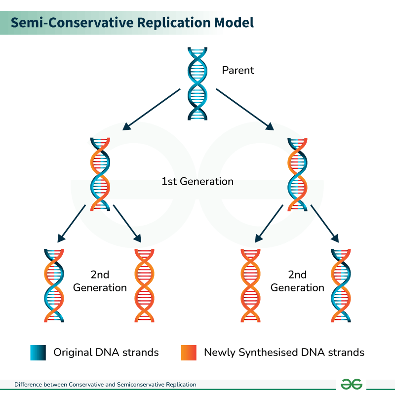 <p><span style="background-color: transparent;">Produces two Copies; DNA molecule contains:</span></p><ul><li><p><span style="background-color: transparent;"><strong>One original strand</strong></span></p></li><li><p><span style="background-color: transparent;"><strong>One newly synthesized strand</strong></span></p></li></ul><p></p>