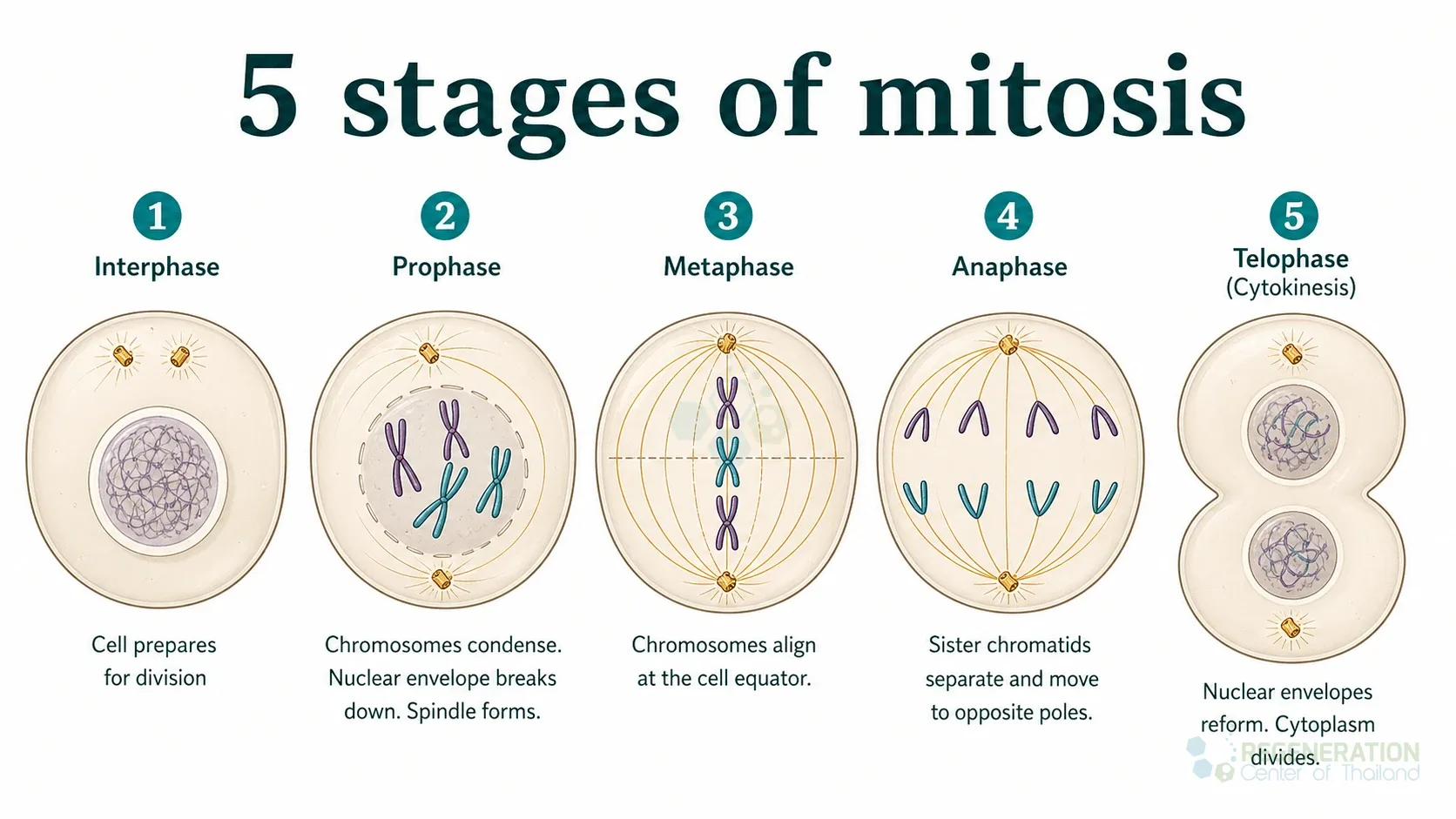 <ul><li><p><span style="font-family: "Google Sans", sans-serif;">Eukaryotes: <strong>mitosis</strong> (nuclear division) & <strong>cytokinesis</strong></span></p></li><li><p><span style="font-family: "Google Sans", sans-serif;">Overlaps the most at telophase (nuclear and cytoplasm dividing)</span></p></li></ul><p></p><p></p>