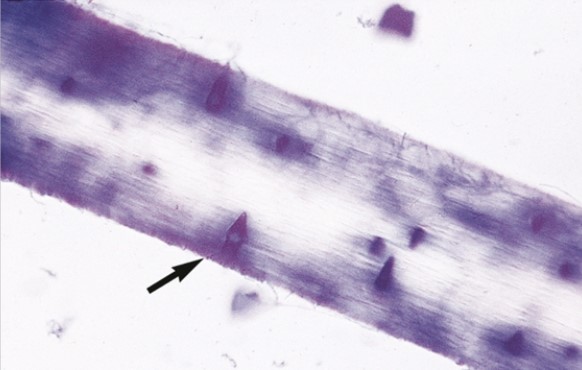 <p>Name of test for what organisms</p>