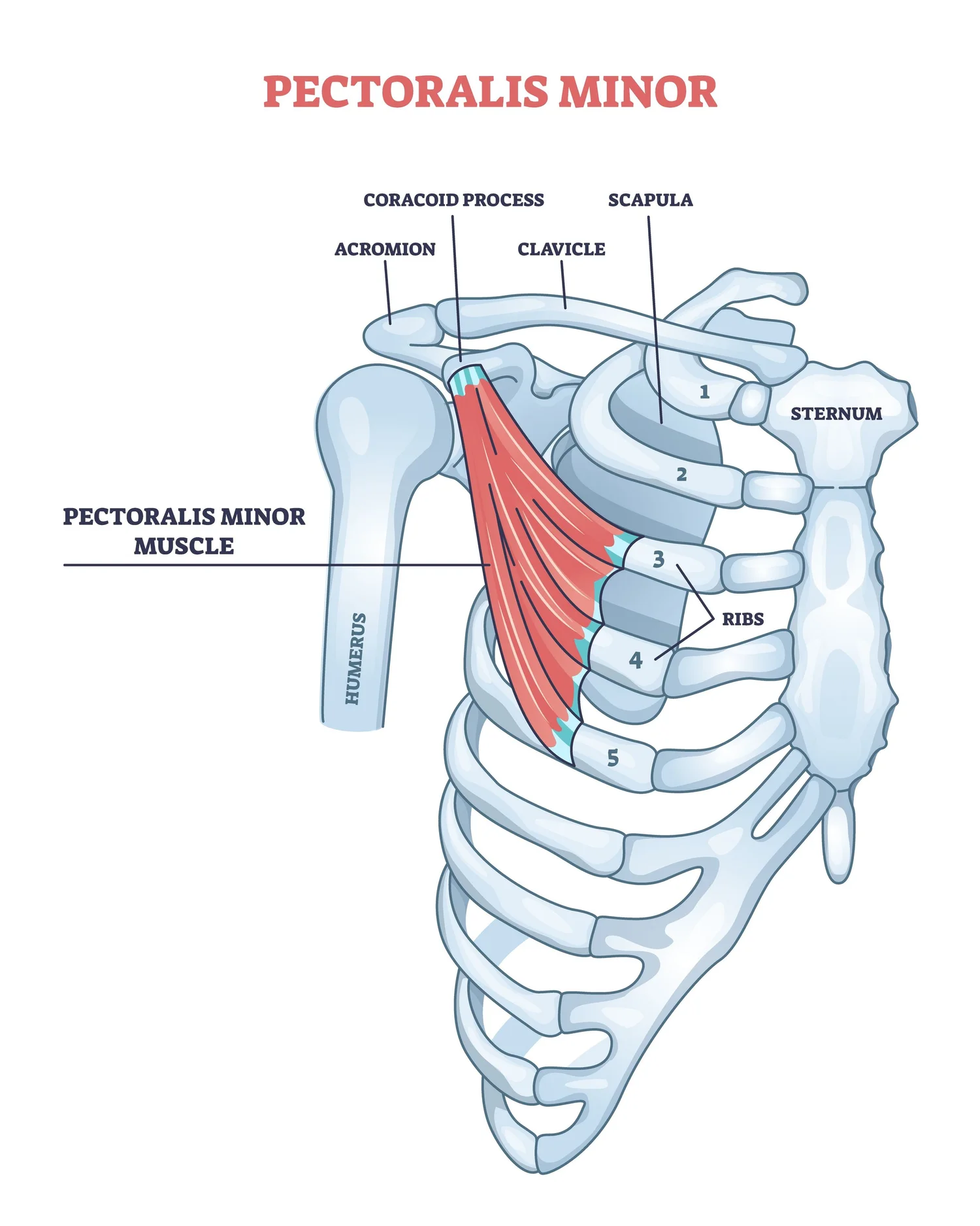 <ul><li><p><strong>origin: </strong>ribs 3-5</p></li><li><p><strong>insertion: </strong>coracoid process of scapula</p></li><li><p><strong>main actions: </strong>protraction, scapular stabilization</p></li><li><p><strong>innervation: </strong>medial pectoral</p></li></ul><p></p><p></p>