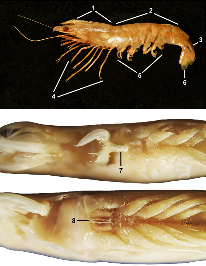 <p>taxa</p><p>label</p>