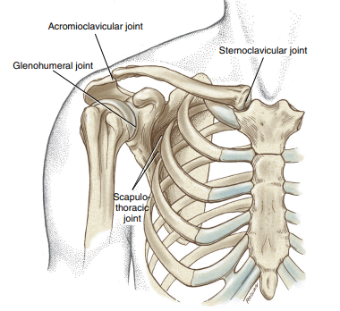 <p>articulation between acromial end of clavicle and acromion process of scapula </p><p>planar synovial joint</p>