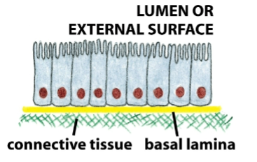 <ul><li><p>secreted by epithelial cells, interface between epithelia and underlying supportive tissues</p></li><li><p>permits movement of nutrients to epithelial cells from blood, and movement of metabolites towards blood</p></li><li><p>binds and concentrates growth factors in cell growth and proliferation</p></li><li><p>influences cell metabolism and cell-to-cell interactions/signaling</p></li><li><p>part of basement membrane</p></li></ul><p></p>