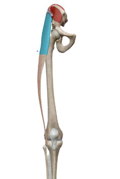 <p>What is the name, origin, and insertion of this muscle?</p>