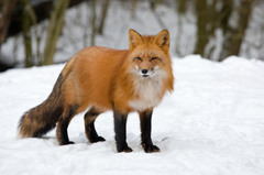 <p>A clever wild animal with a bushy tail and orange fur is a _____.</p>