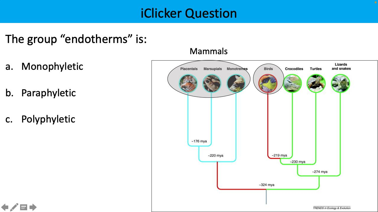 <p>The group “endotherms” is:</p>