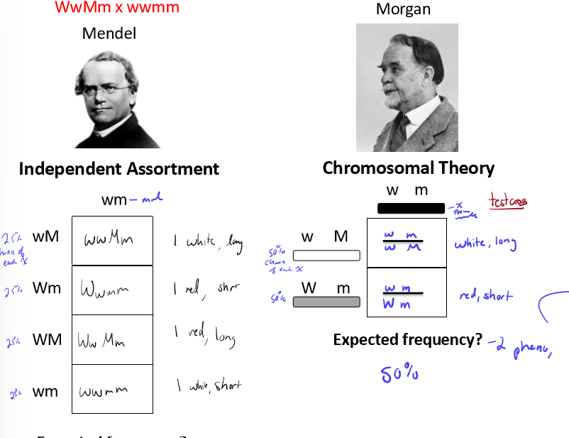 <ul><li><p>independent assortment: 4 phenotypes, 25%</p></li><li><p>chromosomal theory: 2 phenotypes, 50%</p></li></ul><p></p>