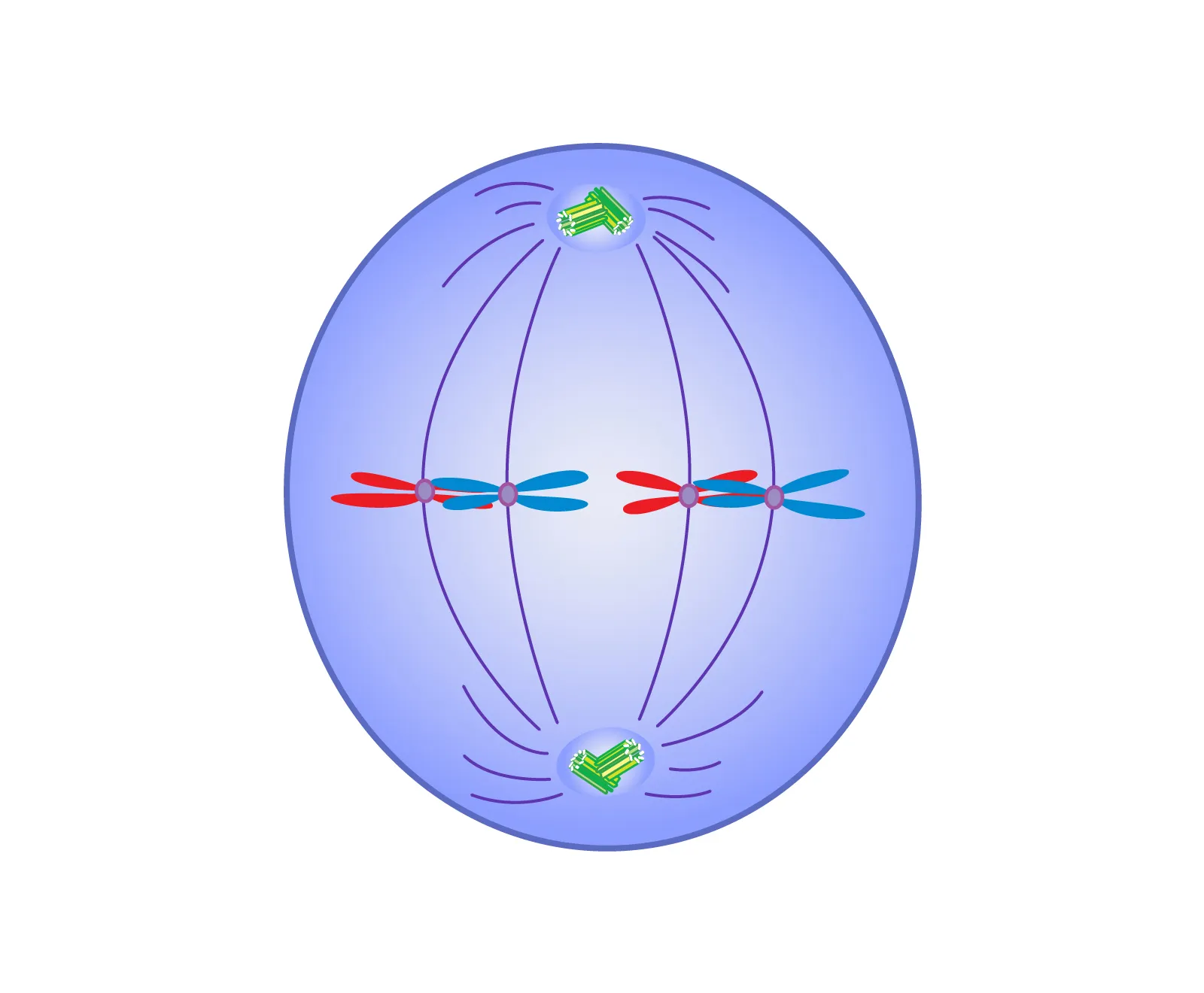 <p>cytotoxic agent category: mitotic inhibitors </p>