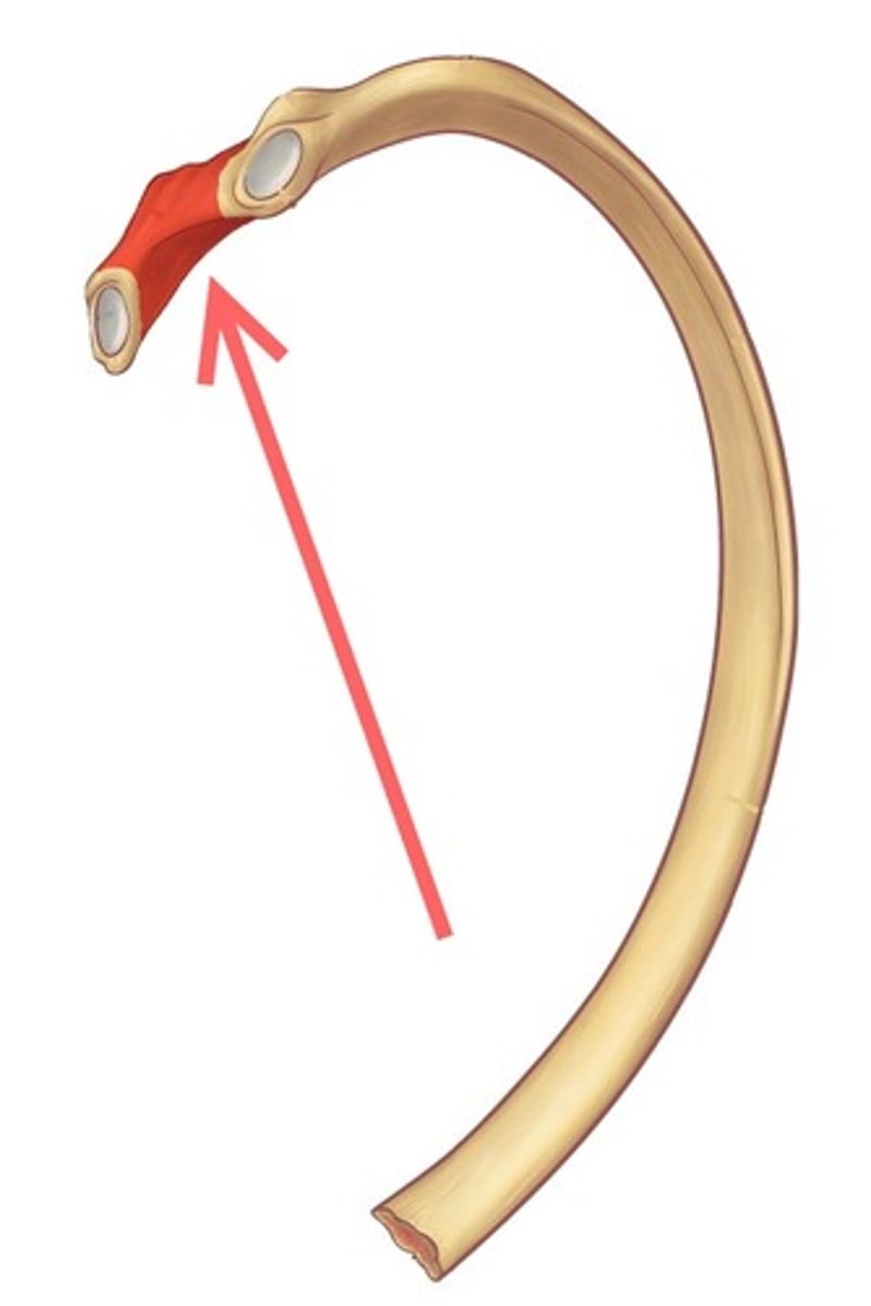 <p>Between head and tubercle</p>