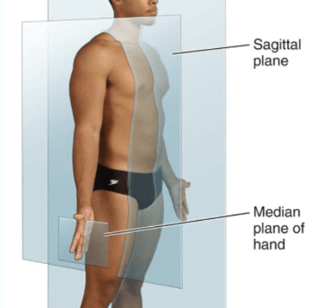 <p>divides body into left and right at any pint (could be not equal)</p>