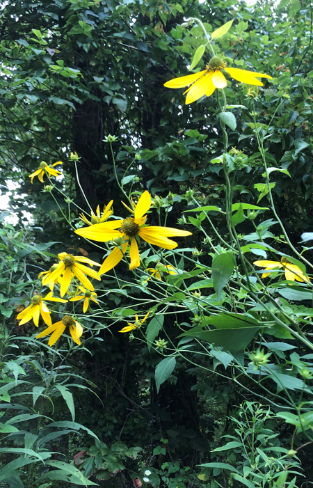 <p><span>Rudbeckia laciniata</span></p>