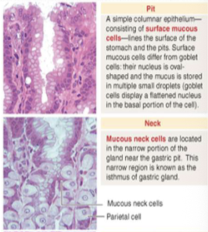 <p>Mucus</p>