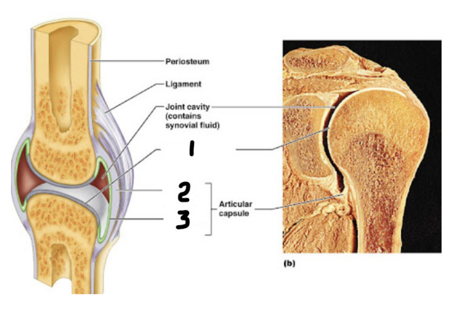 <p>name the numbered layers of this synovial joint:</p><ol><li><p>joint surface</p></li><li><p>outer layer of articular capsule</p></li><li><p>inner layer of articular capsule</p></li></ol><p></p>