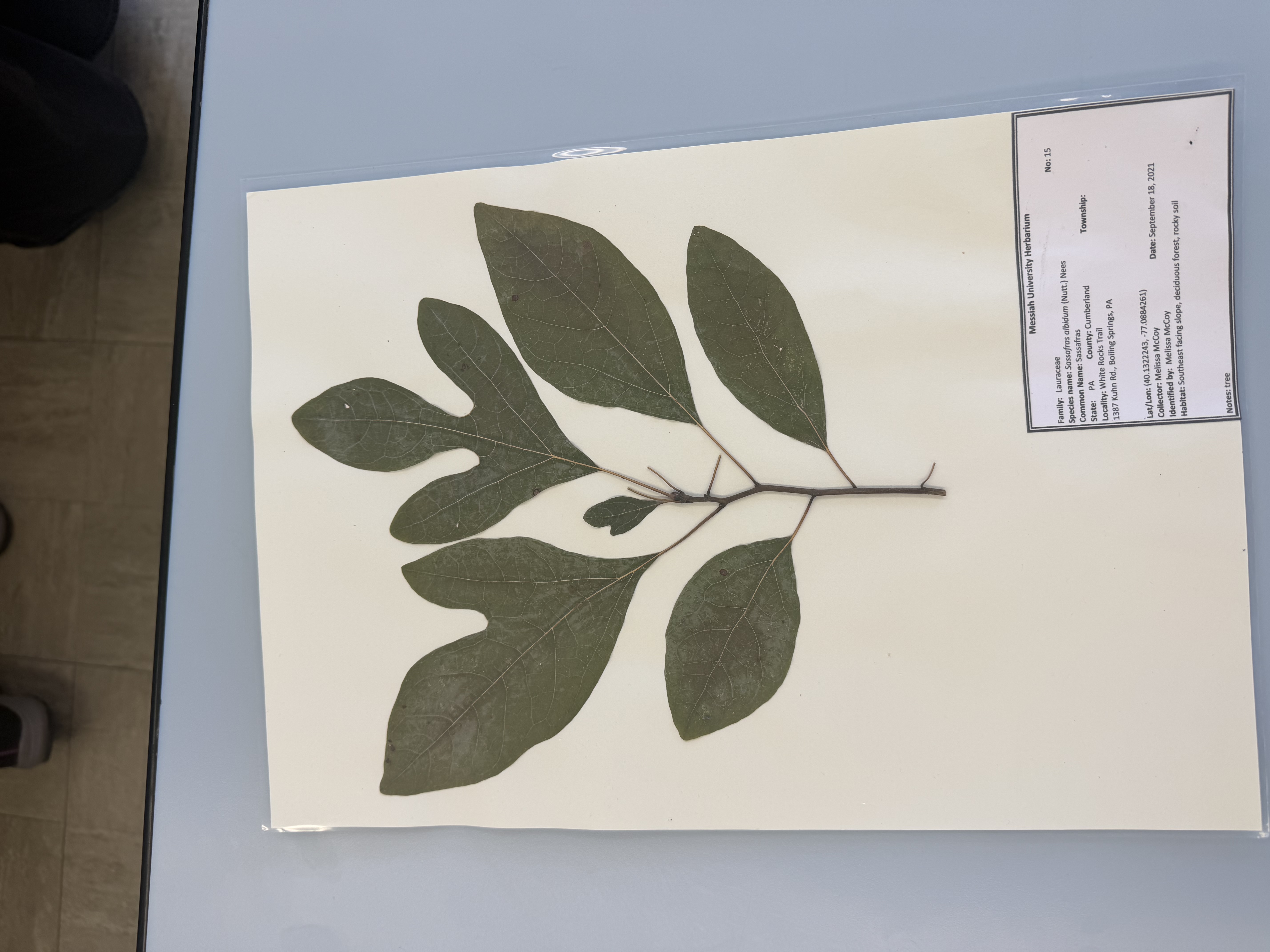 <p>sassafras albidium</p>