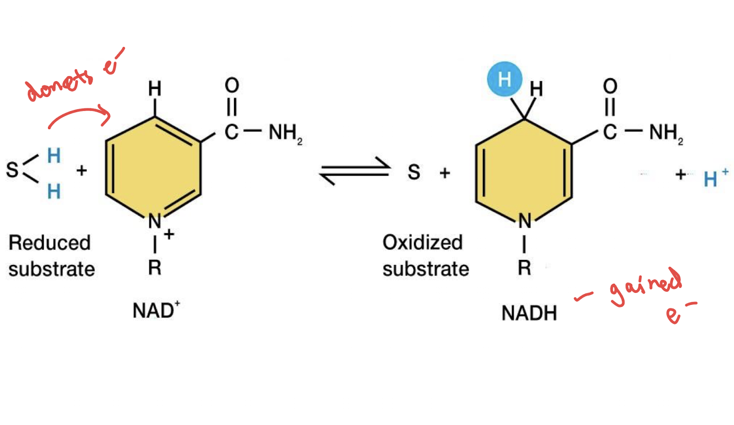 <ul><li><p>GAINS e- </p></li><li><p>reduced to NADH</p></li></ul><p></p>
