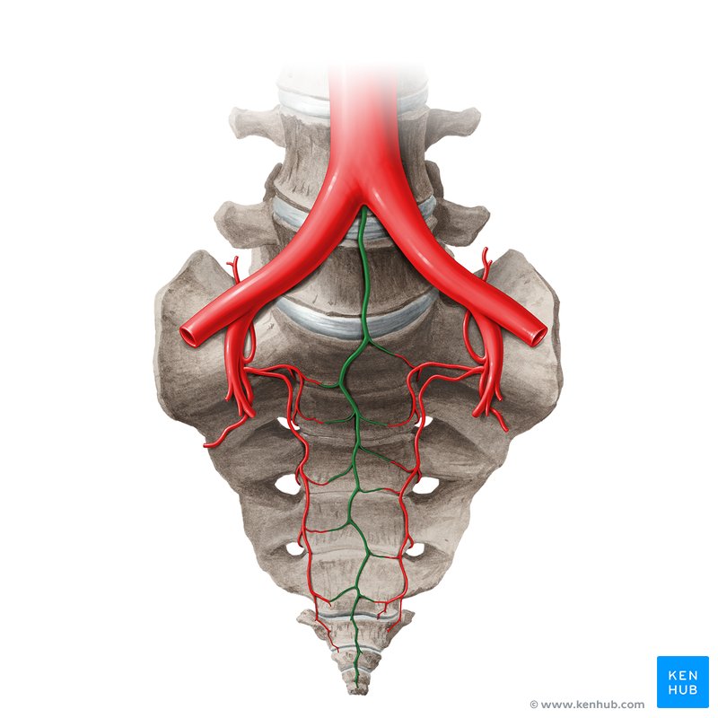 <ul><li><p>median sacral artery</p><ul><li><p>supplies a portion of the pelvic wall</p></li></ul></li></ul><p></p>